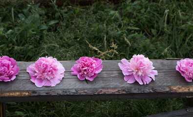 pink flowers on wooden background