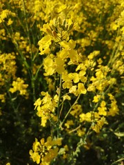 field of yellow flowers