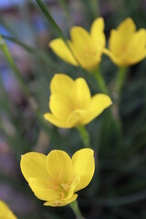 Flower- Zephyranthes Citrina. Yellow Flower.