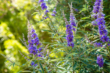 Beautiful background of a blooming purple medical plant Vitex Agnus Tree, Close up, sunny day. Shrubs with lavender flowers. Cover for notebooks, albums, calendars

