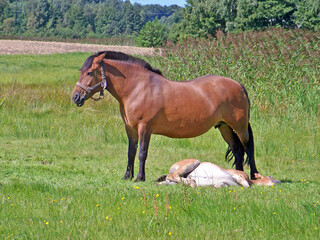 Klacz ze źrebakiem na pastwisku © Edward