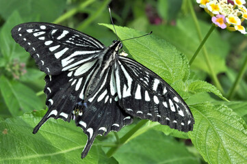 Closeup of black and white Asian Swallowtail butterfly (Papilio xuthus) with vivid coloration and prominent tail.