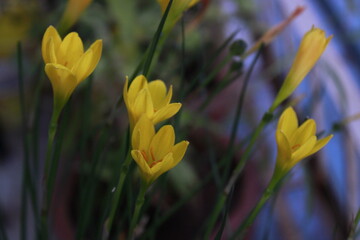 Flower- Zephyranthes Citrina. Yellow Flower.