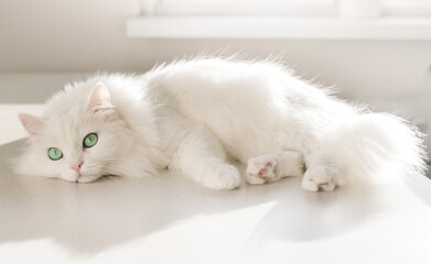 Fototapeta premium a beautiful white cat lies in a room in the sun in a bright room. White background.