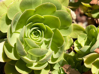 Close up view of Aeonium succulent plants. Natural background, sunny day, cactus garden