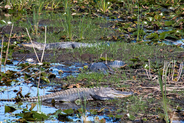 Wild American Alligators camouflaged in wetland marsh at Savanah wildlife refuge in Georgia.