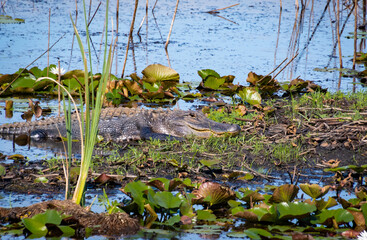 American Alligator basking in Savanah Wildlife Sanctuary in Savanah Georgia.
