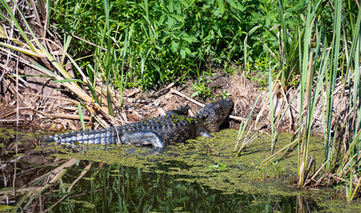 American Alligator resting in marsh at wildlife wetlands in Savanah Georgia.