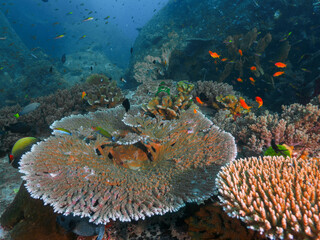 Table corals in between boulder rocks © Mayumi.K.Photography