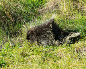 Porcupine Animal Stock Photos.   Porcupine animal close-up profile view autumn season. Coat of sharp spines. Foraging in the field.