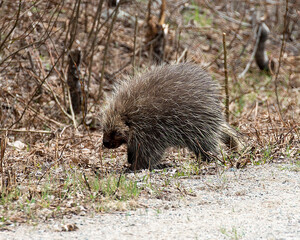Porcupine Animal Stock Photos.   Porcupine animal close-up profile view.