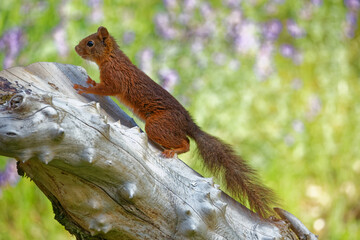 écureuil roux