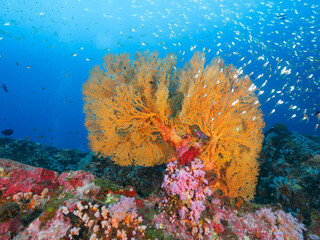 Knotted fan coral in the tropical sea © Mayumi.K.Photography