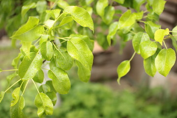 Fototapeta na wymiar natural green branch of fruits tree background.