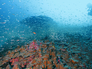 Healthy hard corals and school of Glassfish © Mayumi.K.Photography