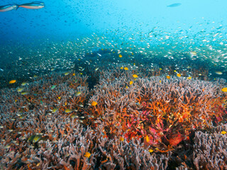 Fototapeta na wymiar Healthy hard corals and school of Glassfish, damselfish