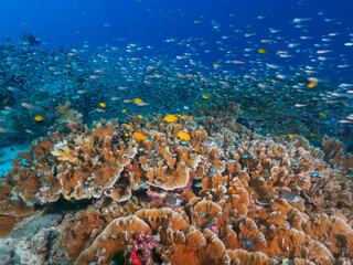 Healthy hard corals and school of Glassfish, damselfish © Mayumi.K.Photography
