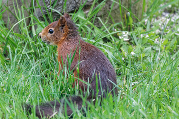 écureuil roux