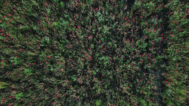 Field Poppy Flowers Red Nature Bird Eye View Aerial Drone Down Camera Movement. Red Poppy Flowers On A Sunny Day