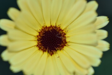 Ringelblumen und Kornblumen im Beet