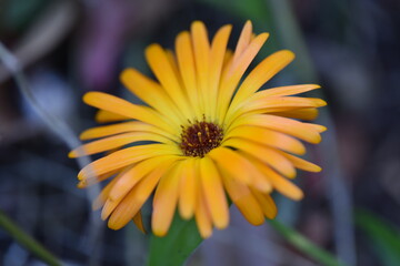 Ringelblumen und Kornblumen im Beet