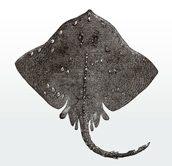 Threatened thorny skate, amblyraja radiata, a fish from the Atlantic Ocean in top view after an antique illustration from the 19th century © M