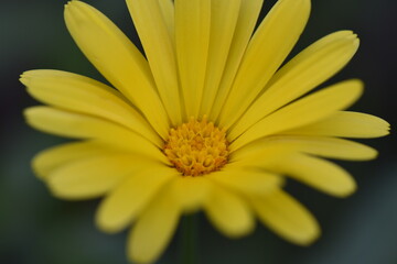 Ringelblumen und Kornblumen im Beet