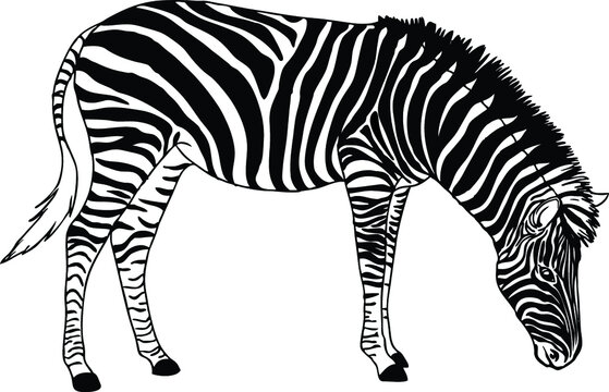 Realistic Zebra Drawing - Vector Illustration