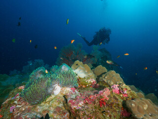 Magnificent sea anemone, corals and diver