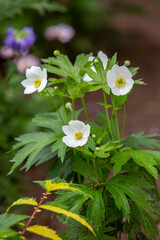 Anemonastrum flowers close up, blurred background