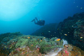 Anemone garden and scuba diver