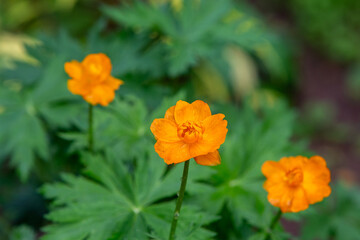 Fototapeta premium Globe flowers close up, blurred background