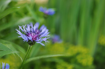 blue fblue fower in green grass