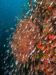 Sea fan hydroid and schhol of glassfiah