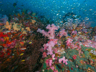 Fototapeta na wymiar Soft corals and school of Glassfish