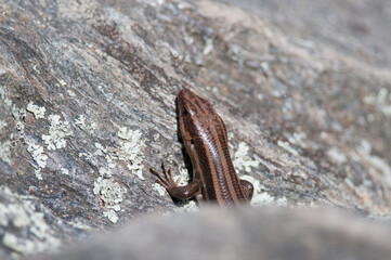 Reptile crawling on rocks