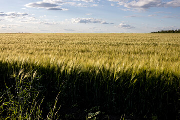 oats is brewing in the farmer's field. Background and texture for text