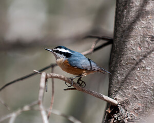 Nuthatch Red-breasted Bird Stock Photos.  Nuthatch Red-breasted Nuthatch bird perched with blur background. Nuthatch picture. Nuthatch image. Nuthatch portrait