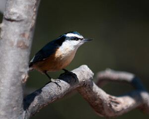 Nuthatch Red-breasted Bird Stock Photos.  Bird perched with blur background. Nuthatch picture. Nuthatch image. Nuthatch portrait. Sunlight on head.