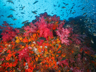 Fototapeta na wymiar Vivid color soft corals and school of damselfish