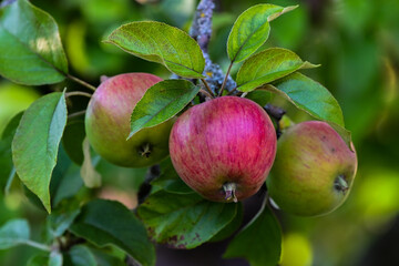 red apples on a branch