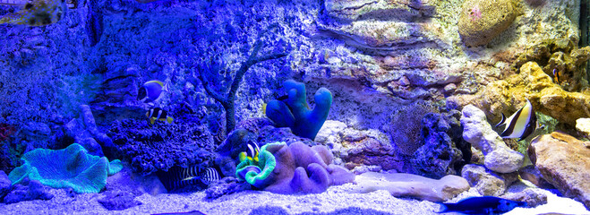 Panoramic aquarium with tropical fish and corals