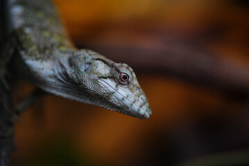Obraz premium close up of a lizard