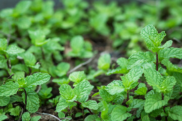 Mint Background green leaves.Herb leaves in Garden.