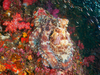 Reef octopus in the coral reef
