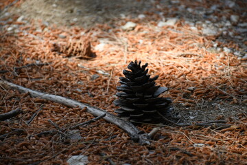 pine cones on the ground