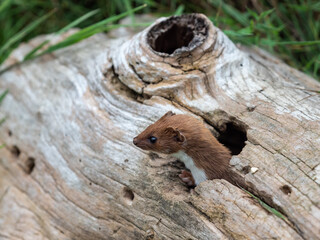 Weasel Looking Out of aLog