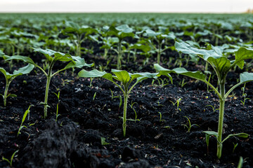 young plants grow on the field. Farming in the summer