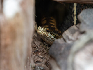 Adder Snake Hiding in Logs
