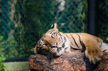 A Bengal tiger takes a nap after a meal at an opens safari park  